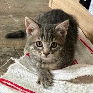 rufus