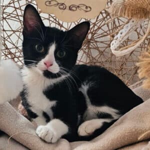 KITKAT