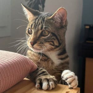 LOKI