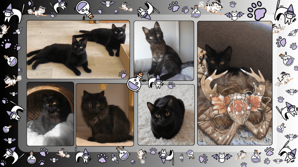 photo chat sorciere