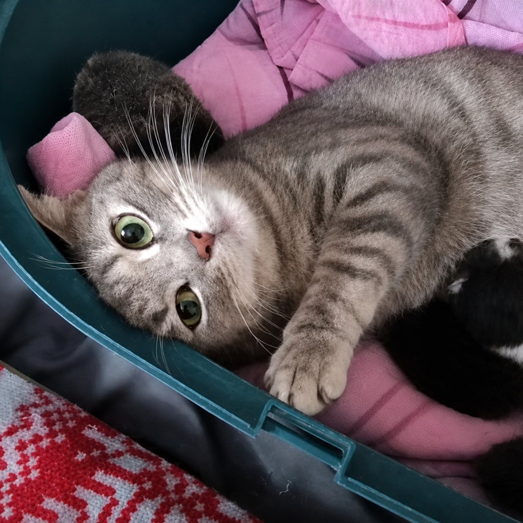 NALA