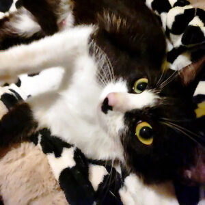 Daisy